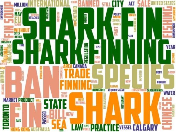 Shark Fishing Typography: Creative Expression